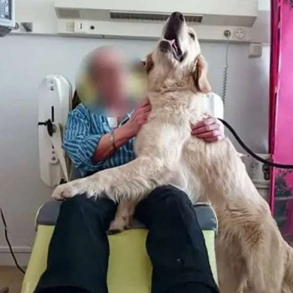 institut la therapie a 4 pattes anizy