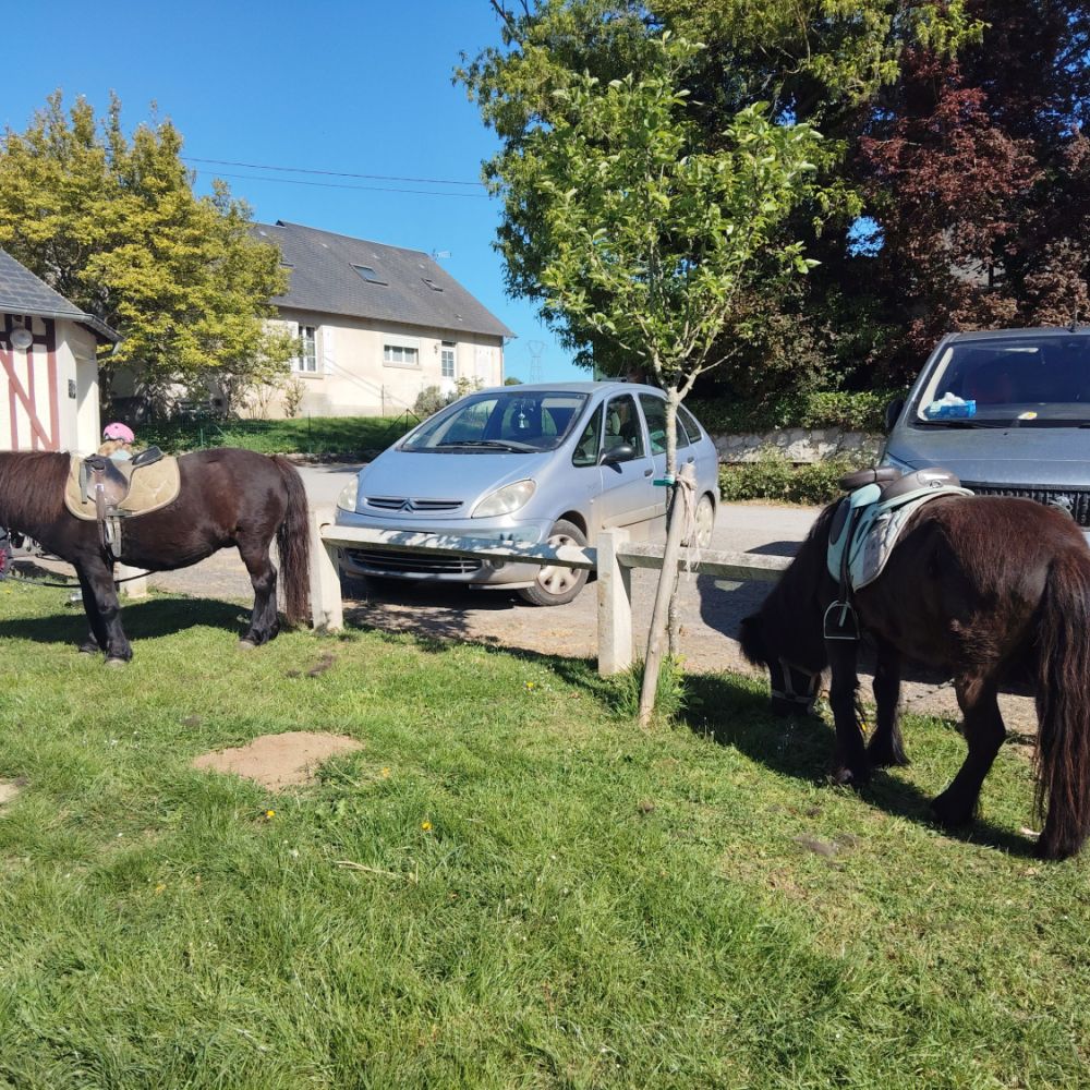 institut la therapie a 4 pattes anizy