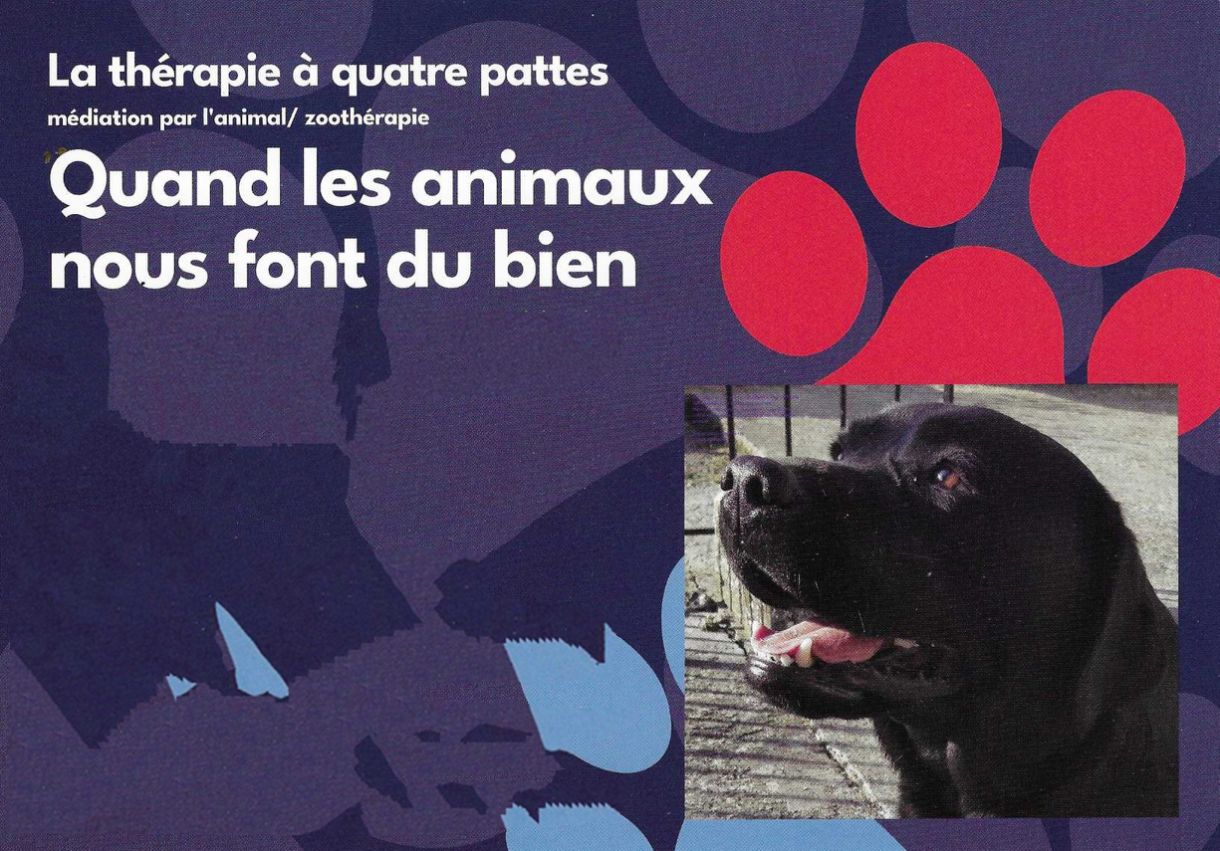 institut la therapie a 4 pattes anizy